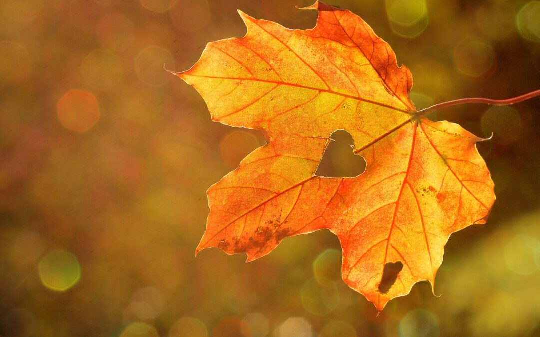 How to boost your Autumn energy